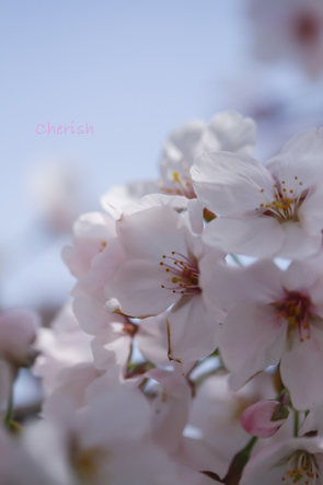 桜_b0208604_14102587.jpg