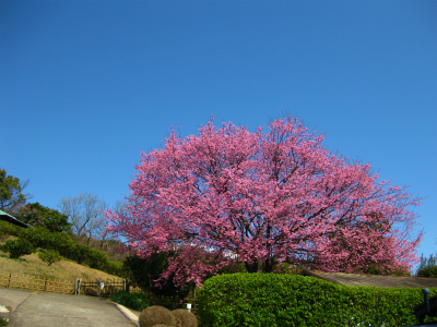 熱川温泉(23日~24日)_a0036808_1212238.jpg