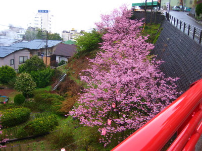 熱川温泉(23日~24日)_a0036808_1283417.jpg