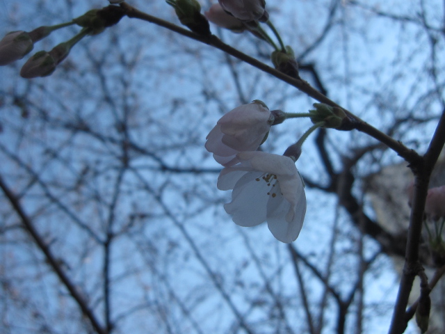 やっと咲いたよ東京郊外の桜_b0042308_1559269.jpg