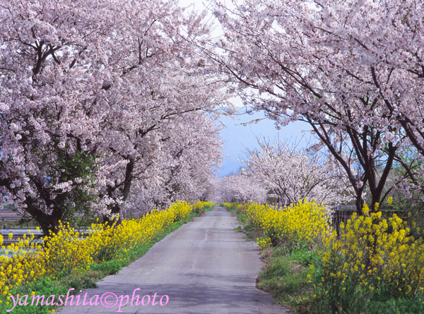 桜の開花も気温上がらず進まない状態。今日から思い切って桜取材に出かける。_a0158609_749198.jpg