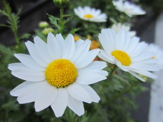 春の花々・・・。_d0091909_12395060.jpg