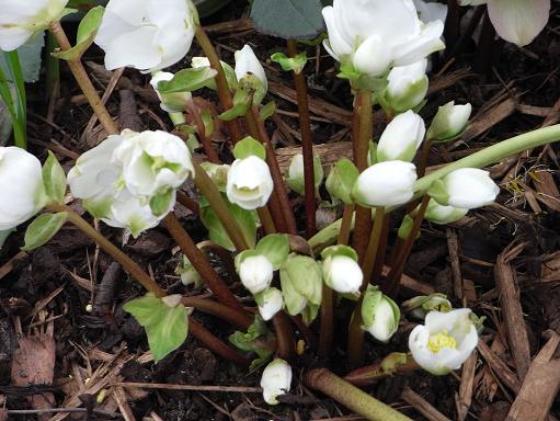 クリスマスには咲かないクリスマスローズ チルターンの風に吹かれてーイギリスの小さな村の小さな庭からー