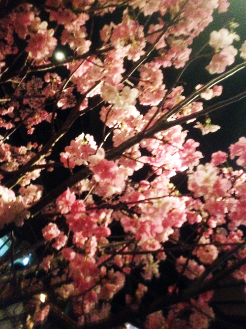 店内にまた新たな桜の木。・・・ちょっとだけ公開♡先週のTHE RIGOLETTO MUSICAL CLUB♬_b0032617_139356.jpg