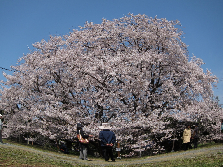 ご近所で桜詣で♪_f0197319_12503735.jpg