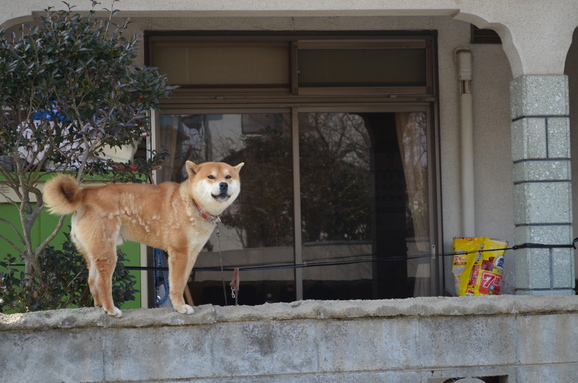 梅の古木と壁犬。_c0248521_14134750.jpg