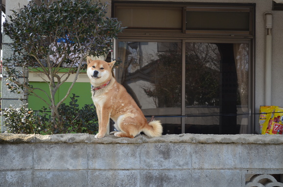 梅の古木と壁犬。_c0248521_145965.jpg