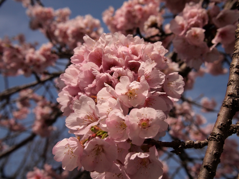 十三参り 虚空蔵菩薩に参詣する行事 京都嵐山の法輪寺_d0252924_16231855.jpg