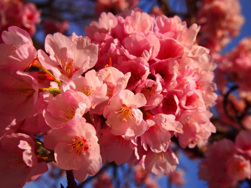 十三参り 虚空蔵菩薩に参詣する行事 京都嵐山の法輪寺_d0252924_1624729.jpg