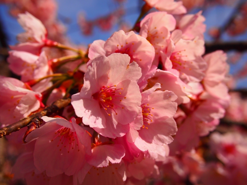 十三参り 虚空蔵菩薩に参詣する行事 京都嵐山の法輪寺_d0252924_1629157.jpg