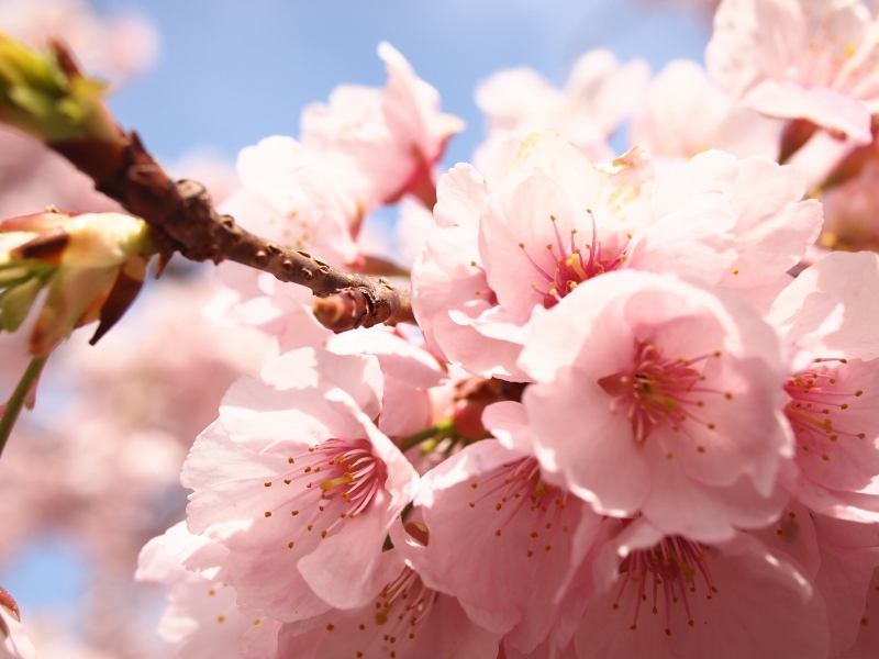 十三参り 虚空蔵菩薩に参詣する行事 京都嵐山の法輪寺_d0252924_16293112.jpg