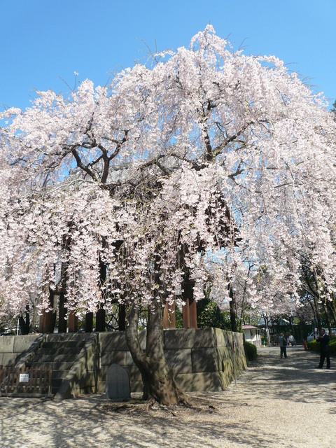 増上寺の桜と東京タワー_e0237625_22105895.jpg