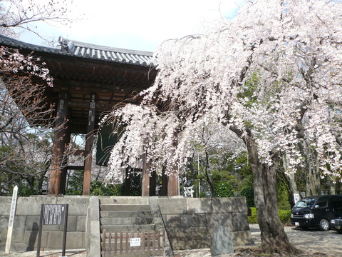 増上寺の桜と東京タワー_e0237625_221641.jpg