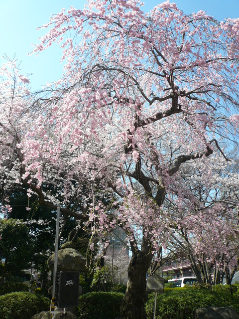 増上寺の桜と東京タワー_e0237625_22172684.jpg