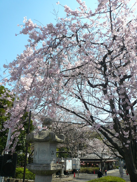 増上寺の桜と東京タワー_e0237625_22173770.jpg
