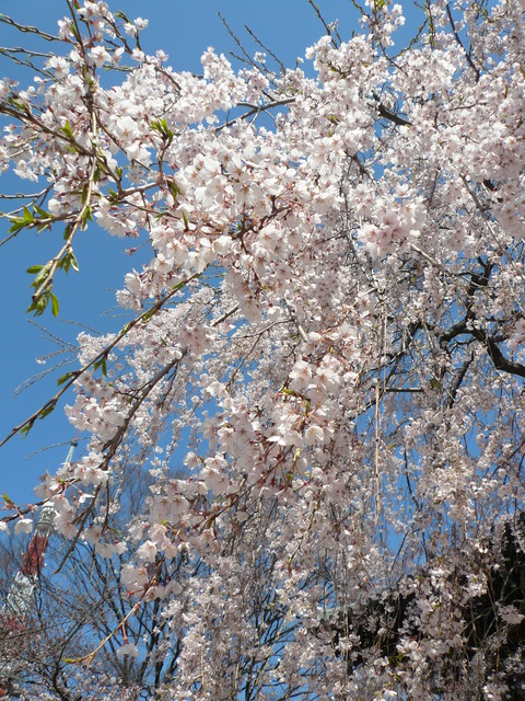 増上寺の桜と東京タワー_e0237625_22194254.jpg