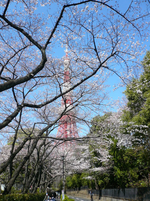 増上寺の桜と東京タワー_e0237625_22464846.jpg