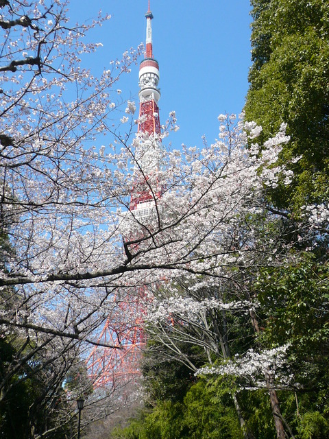 増上寺の桜と東京タワー_e0237625_22471656.jpg