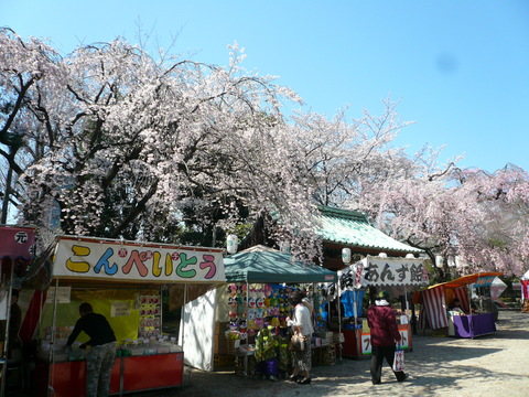 増上寺の桜と東京タワー_e0237625_2254272.jpg