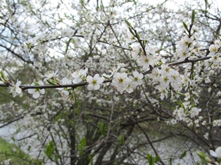 f0224632_14331353.jpg