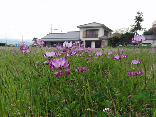 太宰府周辺桜見物　　2012年4月5日_a0129233_1795080.jpg