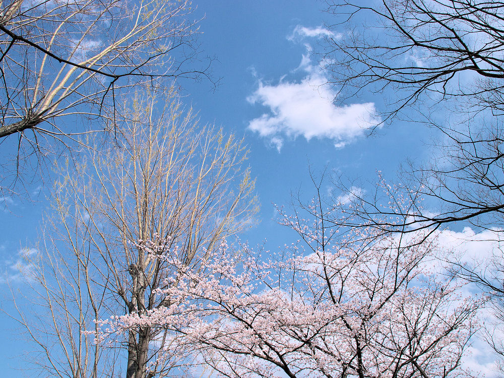 川口市内での公園_d0213034_17312371.jpg