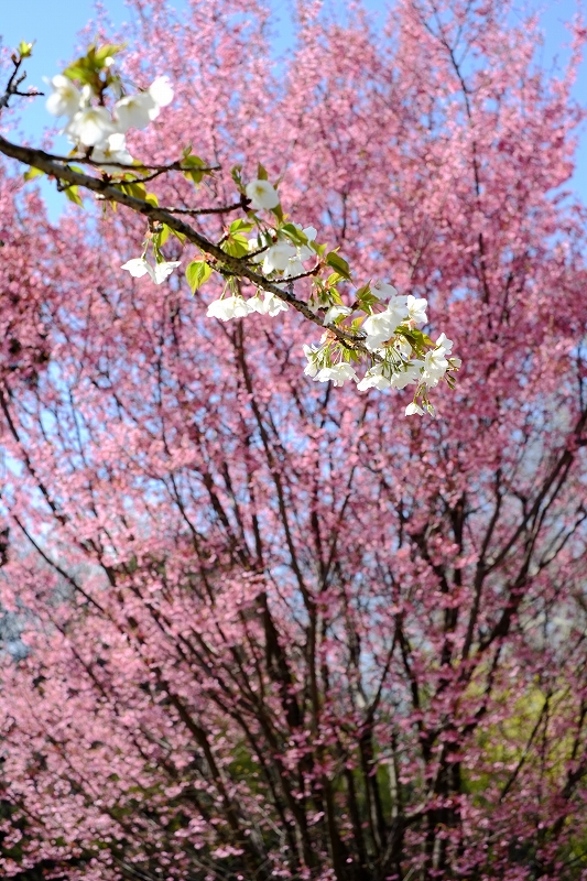 小石川植物園　２_f0050534_22513192.jpg