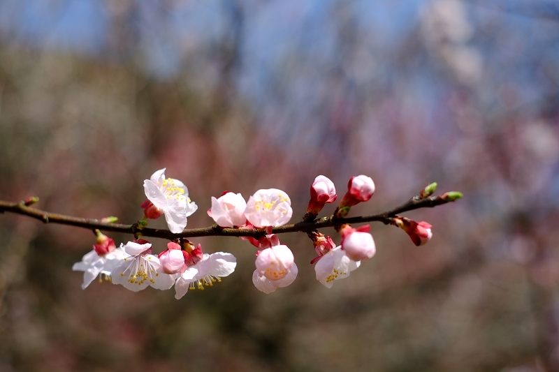小石川植物園　２_f0050534_22515678.jpg
