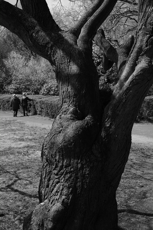 小石川植物園　２_f0050534_22521130.jpg