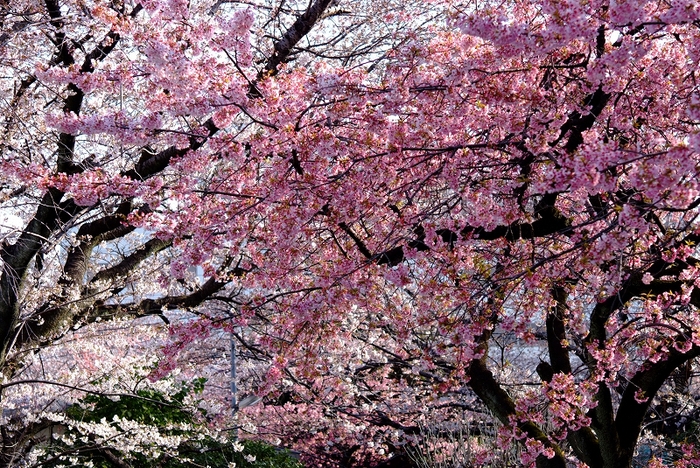 板橋桜前線_f0050534_9275482.jpg