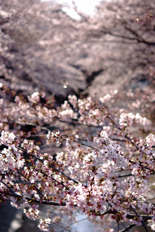 板橋桜前線_f0050534_9281440.jpg
