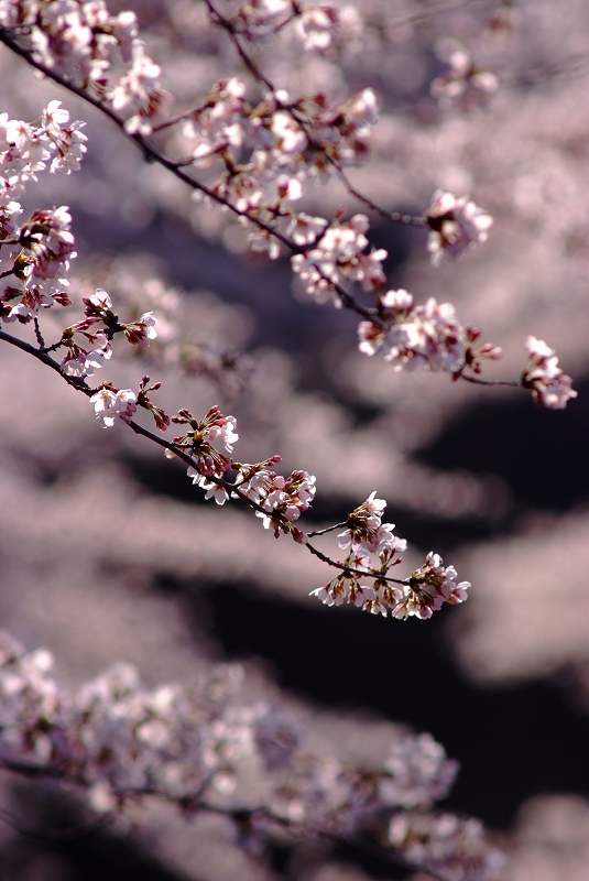 板橋桜前線_f0050534_928206.jpg