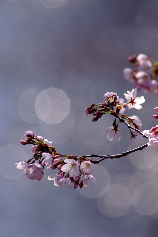 板橋桜前線_f0050534_9284794.jpg