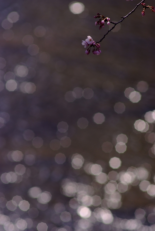 板橋桜前線_f0050534_9285997.jpg