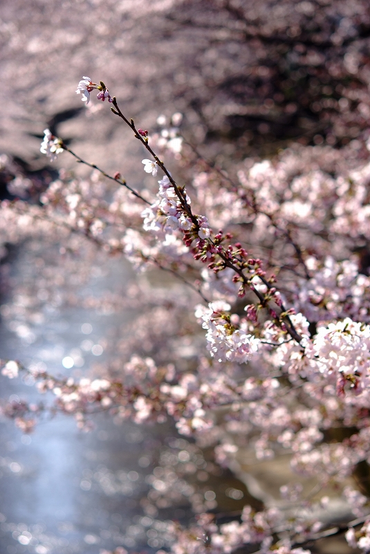 板橋桜前線_f0050534_9291813.jpg