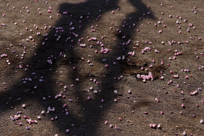 板橋桜前線_f0050534_9293025.jpg