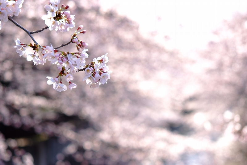 板橋桜前線_f0050534_929565.jpg