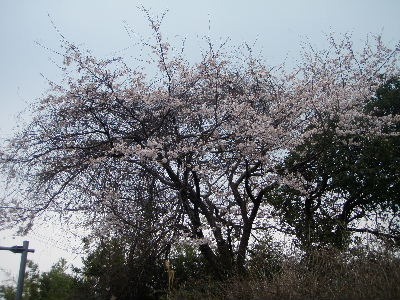 a0054240_21311879.jpg