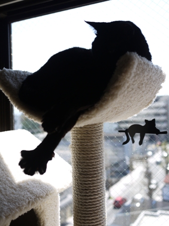 ちょちょい猫 のぇるろった編。_a0143140_23473332.jpg