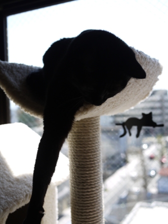 ちょちょい猫 のぇるろった編。_a0143140_23481346.jpg
