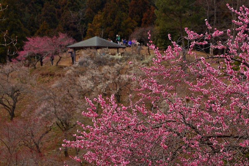 吉野梅郷_c0220040_22564797.jpg