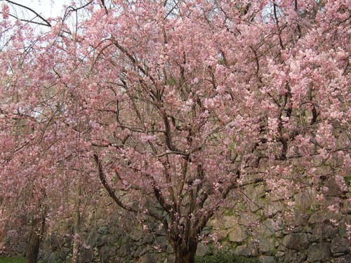 桜行脚（その2）…舞鶴公園_b0018441_1913555.jpg