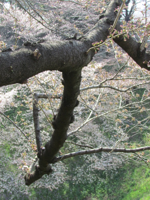 ４月７日　　何はともあれ、桜の追いかけです。_f0117041_16512055.jpg