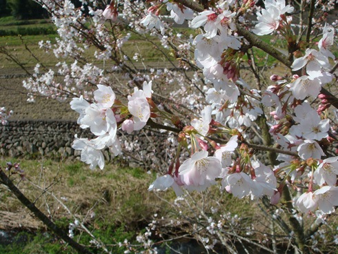 山里に春が来た。_a0008943_1042693.jpg