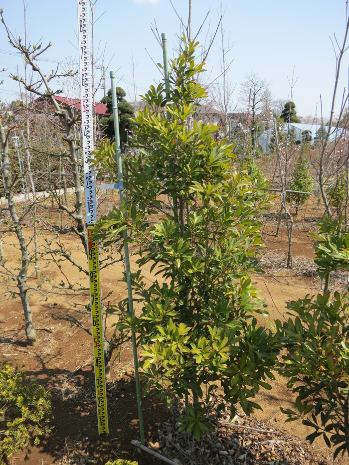 ヤマモモ 秀峰 3年苗 販売 画像 価格 庭木 安行 お問い合わせ商品 田中園 Shop Tanakaen Jp Web Magazine