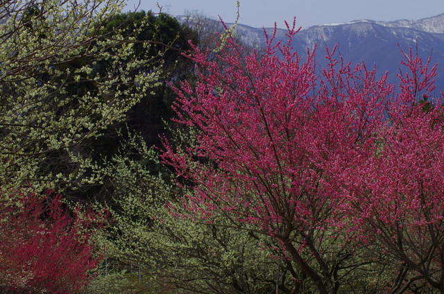 d0186245_05831.jpg