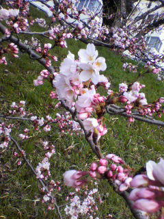 桜_d0004447_19495114.jpg
