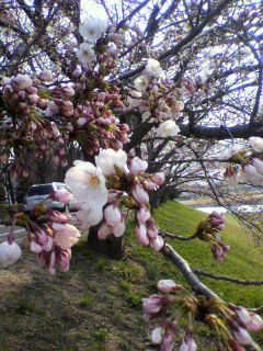 桜_d0004447_19495198.jpg