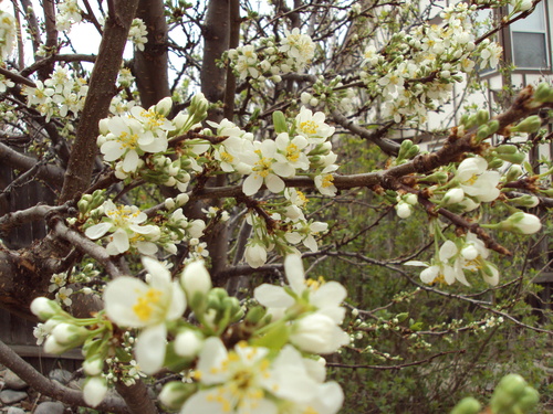 a0204348_79810.jpg