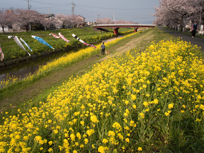 桜　2012年_b0183748_21114718.jpg